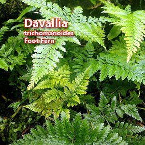 Davallia trichomanoides